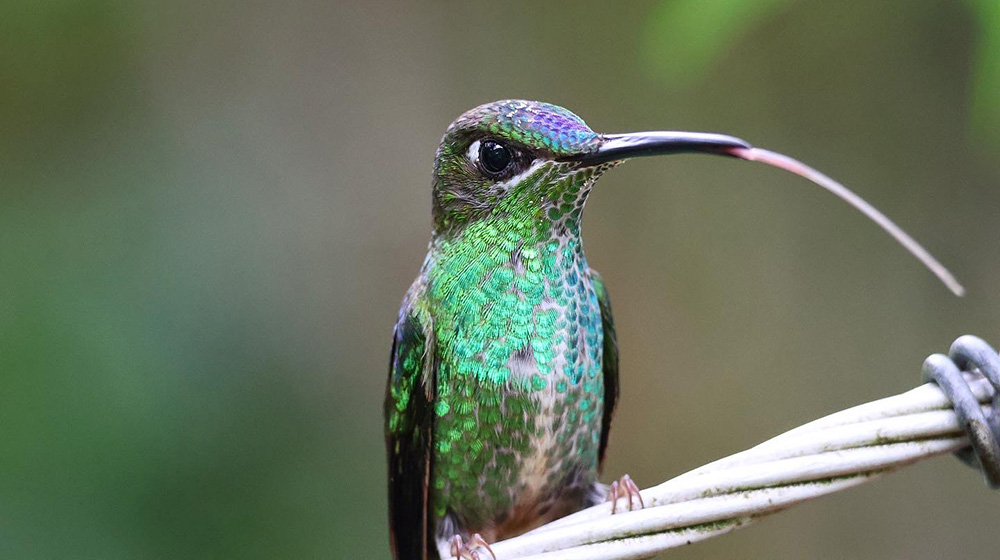 hummingbird